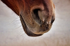 Image par Susanne Jutzeler, suju-foto de Pixabay